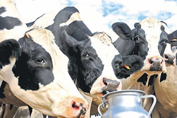 Rs 200 crore dues to dairy farmers to be paid in a month Rs 200 crore dues to dairy farmers to be paid in a month
