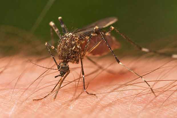 Dengue cases on the rise, seek medical help for fever: Ma Subramanian