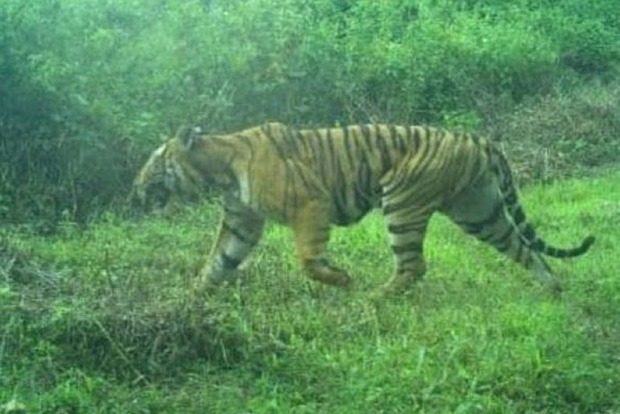 TN: Operations to trap man-eater tiger intensified on 13th day TN: Operations to trap man-eater tiger intensified on 13th day