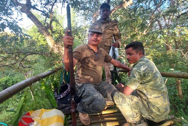 Teams in pursuit of elusive man-eater T23 find pug marks of two tigers
