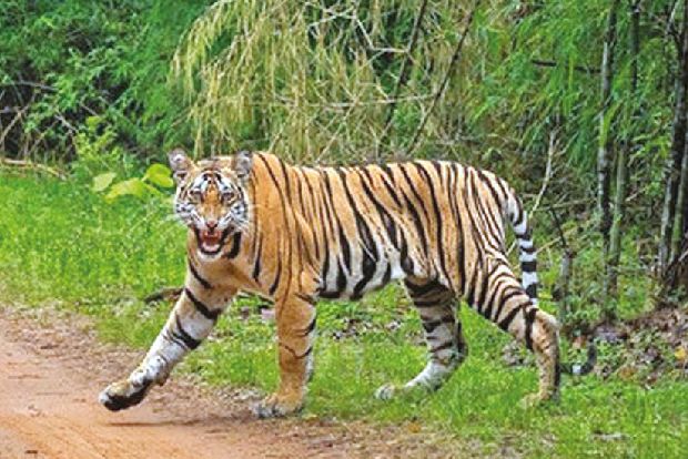 Foresters continue search for 14th day as pug marks not that of T23