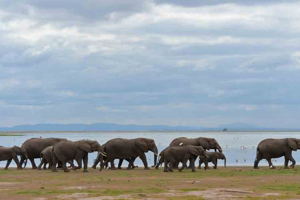 Kenya raises 149,000 dollars for elephant conservation