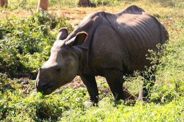 Nepal makes progress in conserving forest, wildlife species