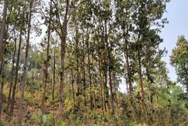 Centre extends date to submit suggestions on amendments to Forest Act