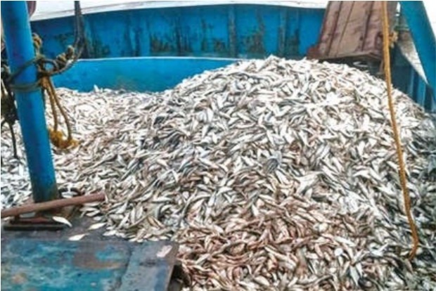 1,050 kg catch by banned nets seized, licences of 2 boats suspended
