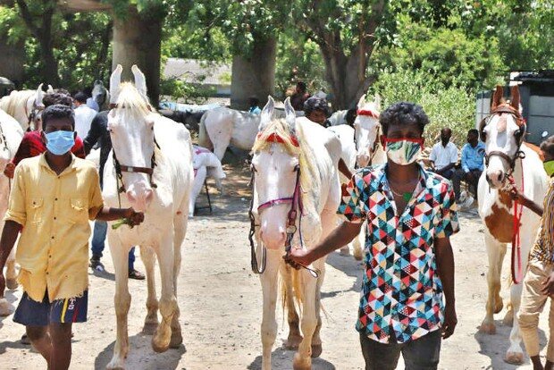 City-based NGOs raise funds to save beach horses