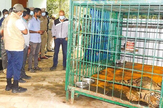 Rescued cub to be reintroduced into wild soon