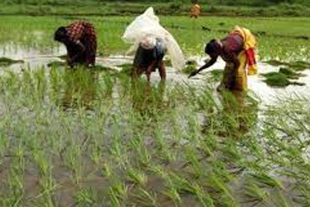 Farmers demand immediate assessment of crop damage