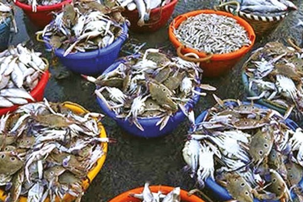 Puratasi over, seafood price shoots up by 30 per cent in Kasimedu market Puratasi over, seafood price shoots up by 30 per cent in Kasimedu market