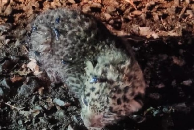 Leopard cub reunited with its mother in Anamalai Tiger Reserve in Tamil Nadu Leopard cub reunited with its mother in Anamalai Tiger Reserve in Tamil Nadu