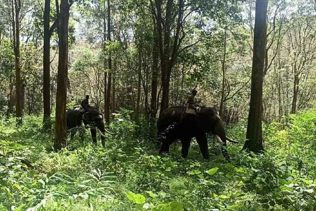 Kumkis deployed to prevent wild elephant ‘Vinayagan’ leaving forest