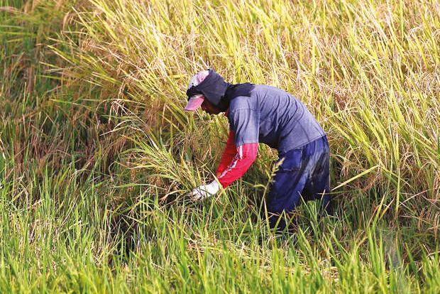 The World Bank as a cash-transfer algorithm