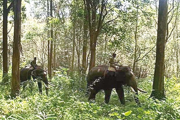 6 kumkis deployed to block Vinayagan’s exit from forest