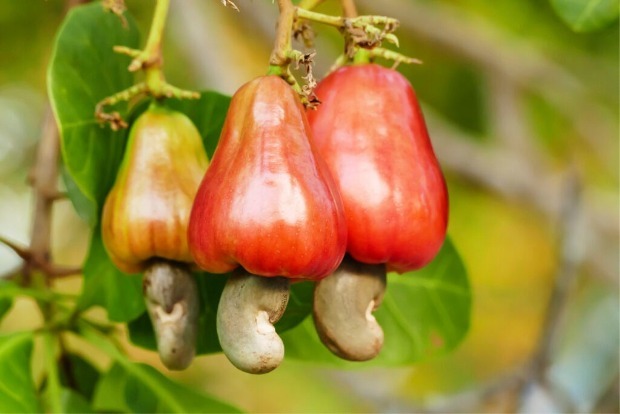 Centre to support incubation of new method developed by Kerala-based farmer to control pests in cashew gardens Centre to support incubation of new method developed by Kerala-based farmer to control pests in cashew gardens