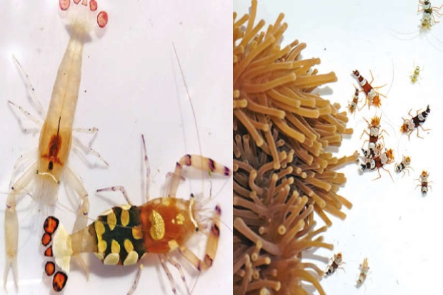 City oceanarium signs MoU to market two ornamental shrimp varieties from Lakshadweep