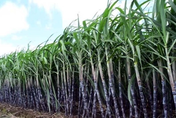 Vellore mill to start crushing cane sans dues