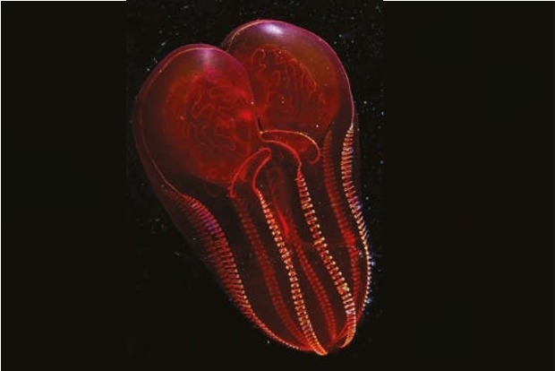 Taking the pulse of the ocean’s comb jellies