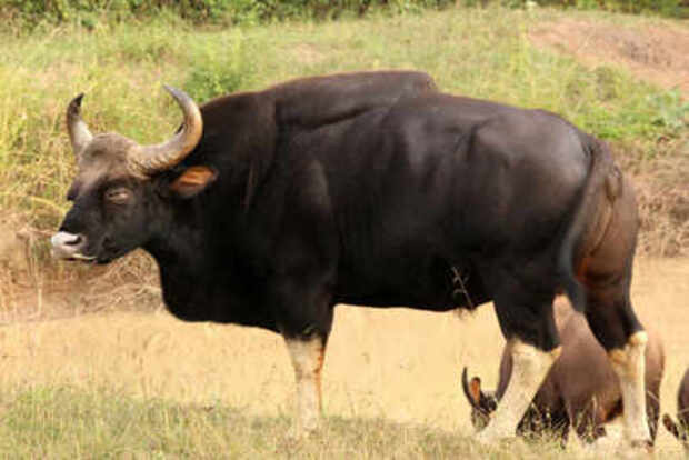 Gaur tranquilised, treated for injuries and released into the wild