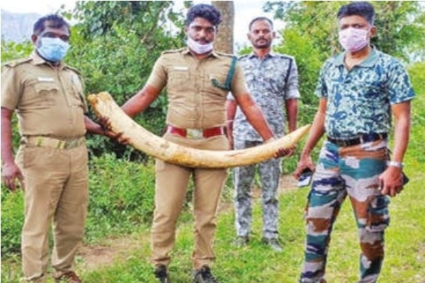 Stolen tusk recovered from village in ATR, reserve reopens to tourists