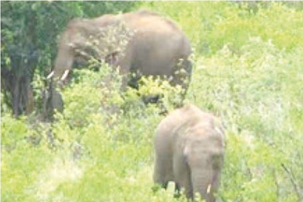 Minister announces formation of new Agasthiyar elephant reserve