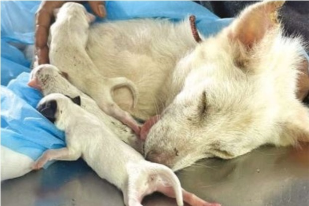 Pet dog in labour abandoned on Chennai road, saved by vets