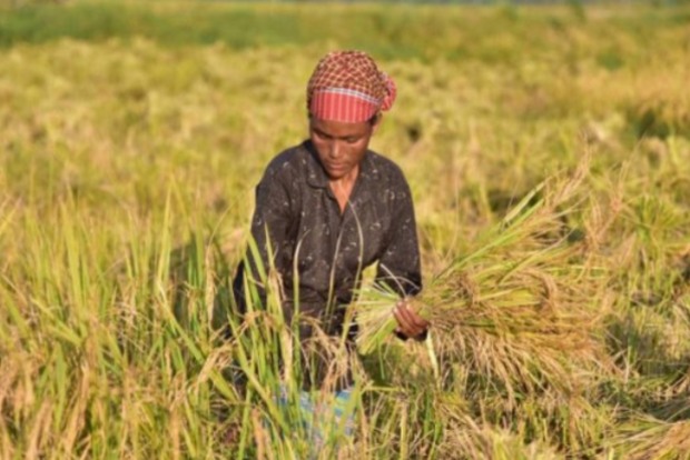 Govt procures record 890 lakh tonnes of paddy for Rs 1.68 lakh cr so far this marketing year