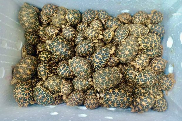 CBI takes over star tortoises smuggling case