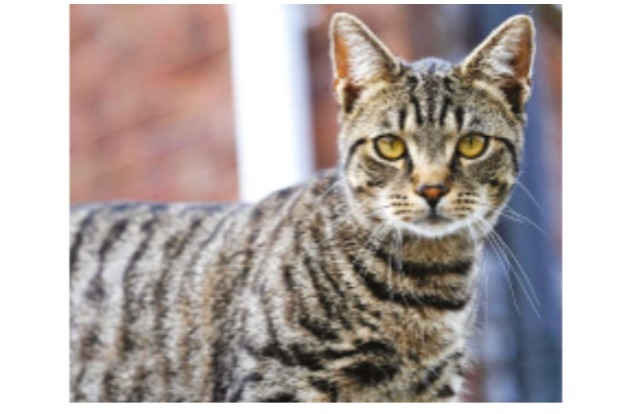 How the cat gets its stripes: It’s genetics, not a folk tale