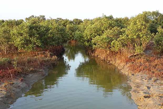 Karangadu mangroves reopen