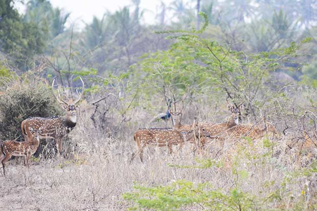 50-year-old man slapped with Rs 1 lakh fine for poaching deer, teak wood 50-year-old man slapped with Rs 1 lakh fine for poaching deer, teak wood