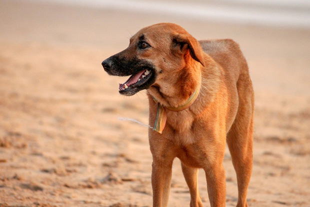 This way home: A dog’s magnetic sense of direction