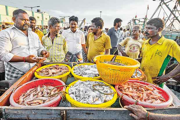 Seafood prices up by 45 pc on first Sunday of Puratasi Seafood prices up by 45 pc on first Sunday of Puratasi