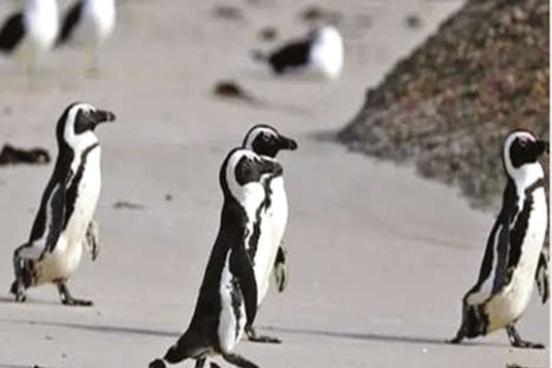 In rare occurrence, bees kill 63 endangered penguins in S Africa In rare occurrence, bees kill 63 endangered penguins in S Africa