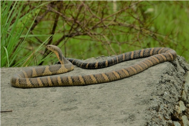 Rare fight between King Cobra and Monitor Lizard in Kerala forest, Video goes viral Rare fight between King Cobra and Monitor Lizard in Kerala forest, Video goes viral