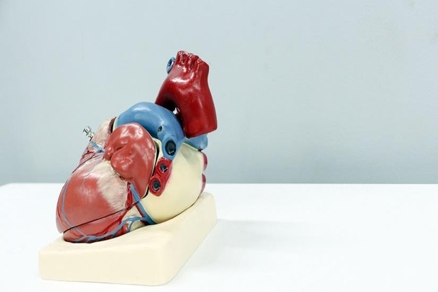 Myth or Fact: Exercise must be avoided after a heart attack