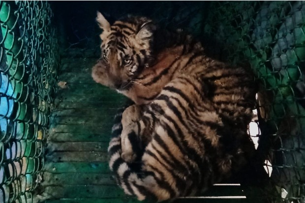 Tiger cub wounded by porcupine rescued in Tamil Nadu, treatment underway