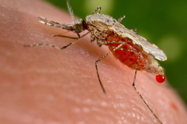 Study finds malaria control in young children saves lives into adulthood