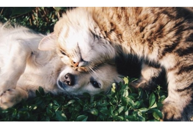 Things to consider before planning a journey with pets