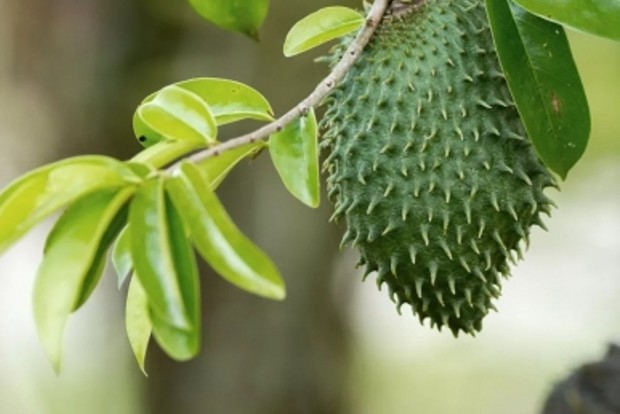 Most Effective Herbs to prevent Cancer