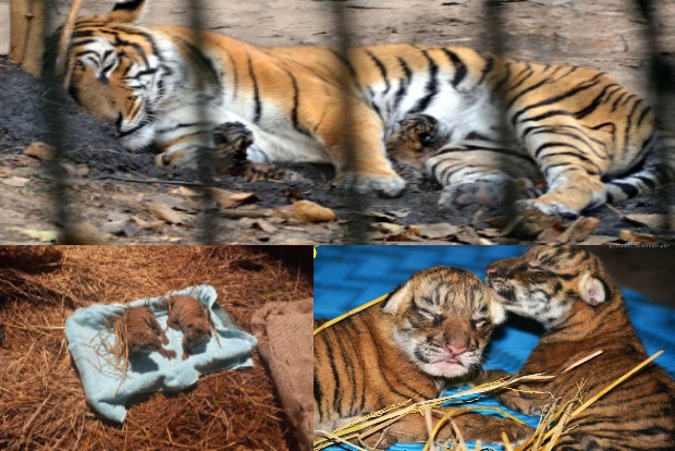 Two Royal Bengal tigers cubs born in Assam zoo