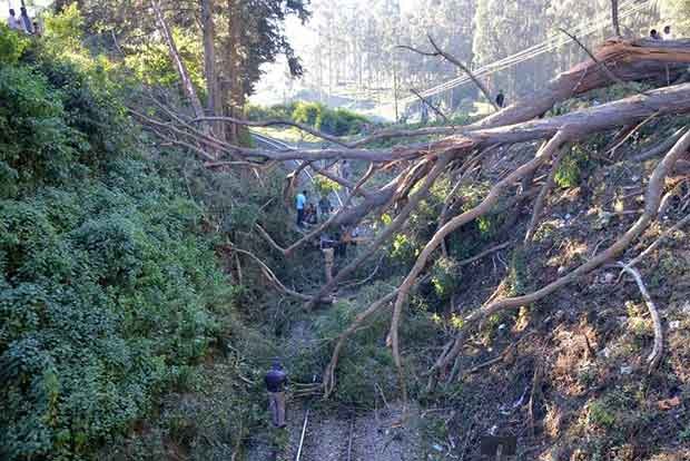 Tree branch falls on traffic inspector at DMK headquarters Tree branch falls on traffic inspector at DMK headquarters