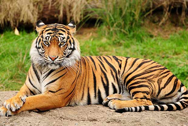SBI adopts 15 tigers at Hyderabad Zoo for a year