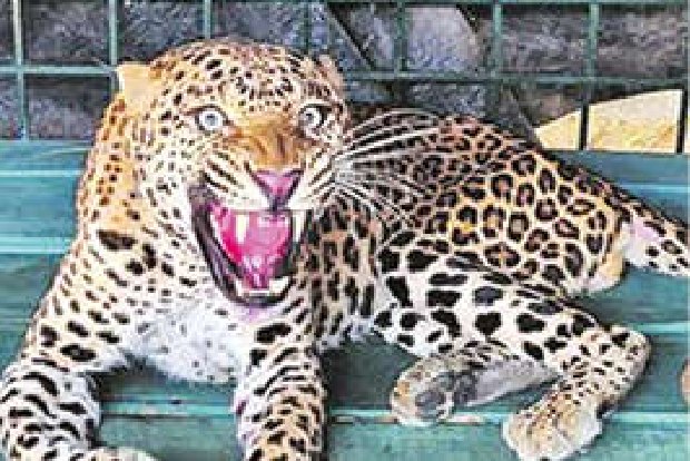 Injured male leopard from Dindigul moved to Udumalpet, under treatment