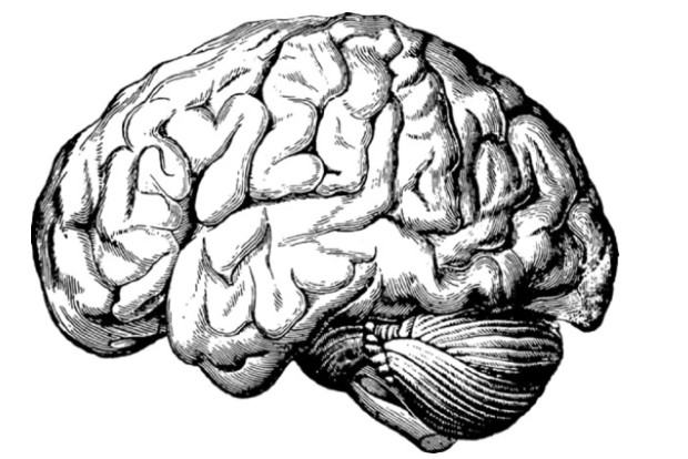 Study finds MRIs may help in CTE diagnosis Study finds MRIs may help in CTE diagnosis