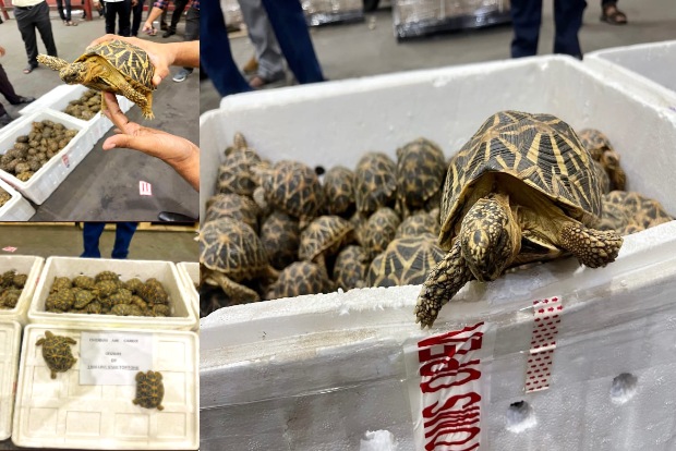 Bid to smuggle over 1,000 star-tortoises to Malaysia foiled at Chennai airport