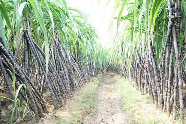 2-year moratorium for weak sugar mills as per guidelines to restructure SDF loans