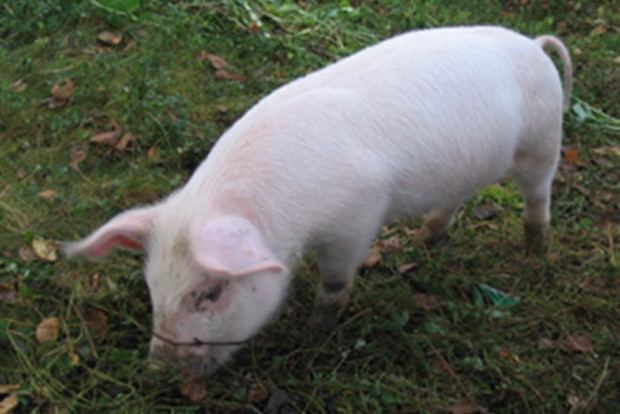 Pet pigs death prompts African swine fever probe in Thailand