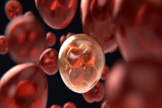 Study suggests lymphoma cell metabolism might provide new cancer target