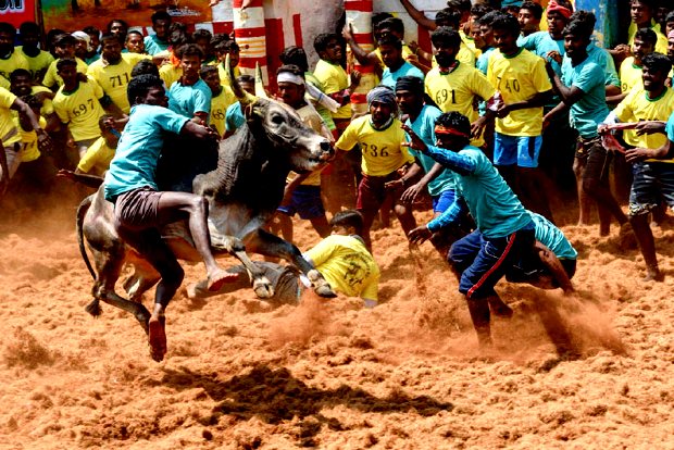 Tamil Nadu Govt issues SOP for Jallikattu events, allows only 150 spectators
