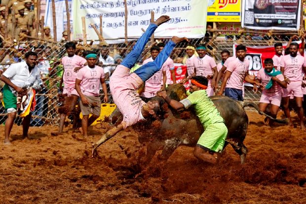 ‘Govt to hold Avaniyapuram jallikattu’